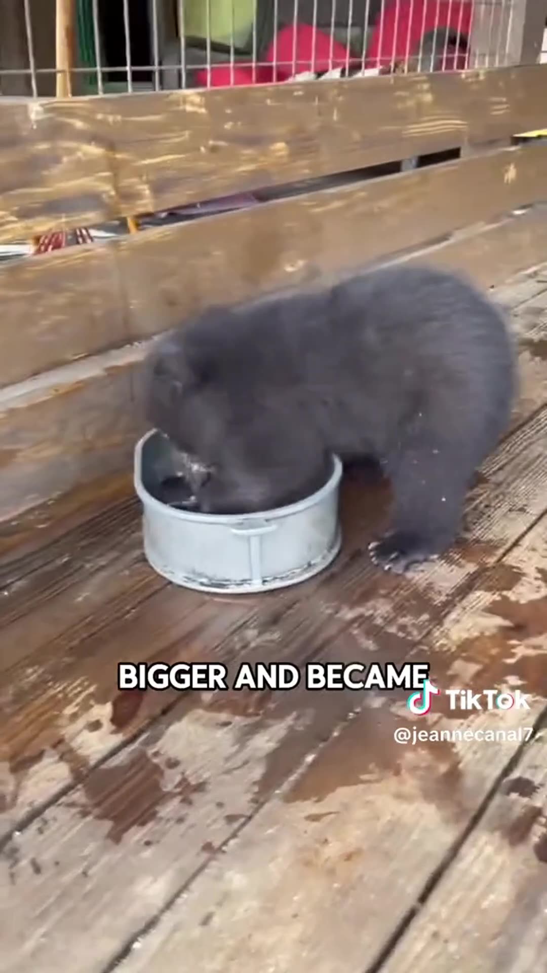 baby bear