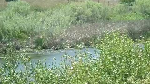 Roses smell better than armpits on a Sunday morning Dale says