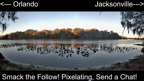 Central FL Wildlife Watch: St. Johns River 24/7 Live 🐊🌿