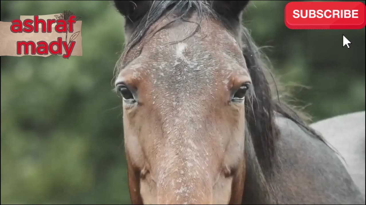 The most dangerous animals in the world attack humans