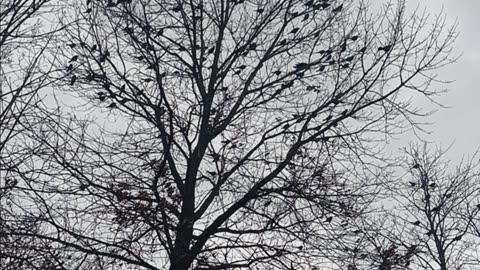 The birds