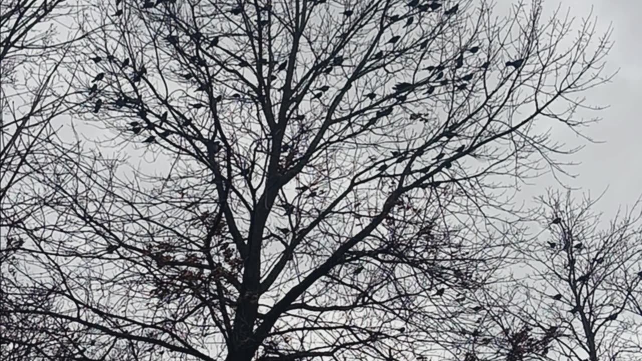 The birds
