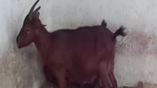 goat
