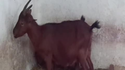 goat