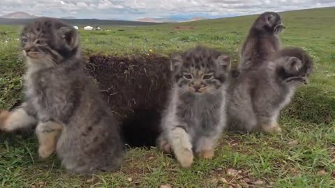 Pallas cat family in the wild