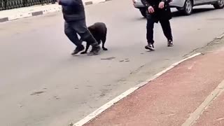 😂🐶 You Won't Believe How Wild This Dog Gets! | FunFM