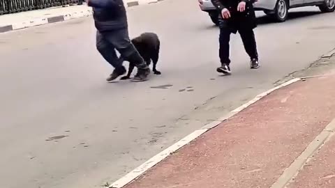 😂🐶 You Won't Believe How Wild This Dog Gets! | FunFM