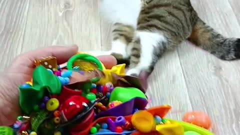 Cat Barsik ⭕🌈 Balls ❤ Satisfying Reverse Video