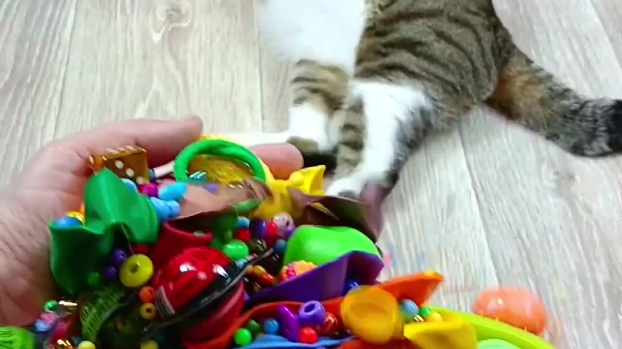 Cat Barsik ⭕🌈 Balls ❤ Satisfying Reverse Video