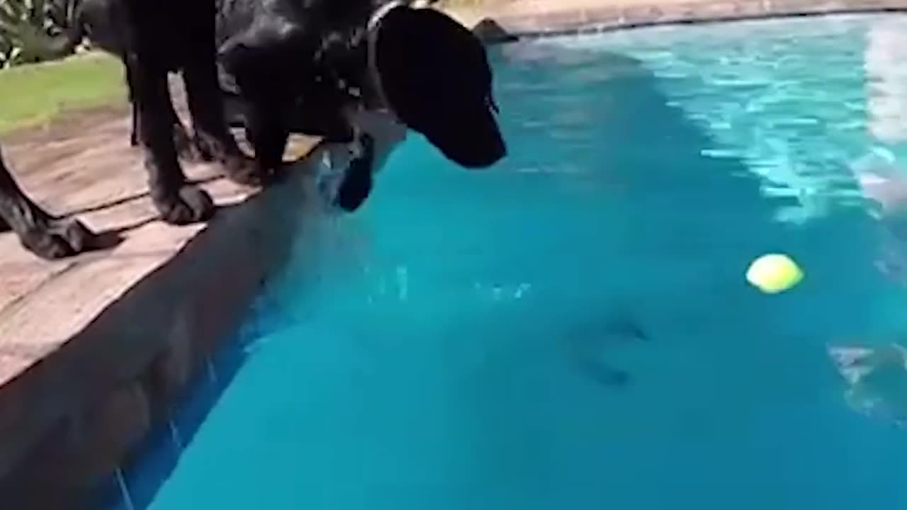 Dog Falls In While Trying To Get Tennis Ball Out Of Pool