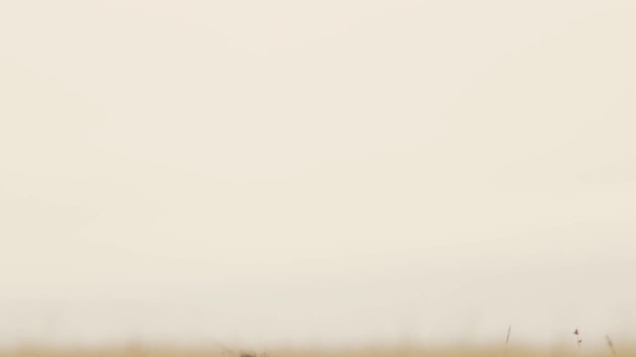 Lion in jungle . Lion 🦁 king of the jungle walking .