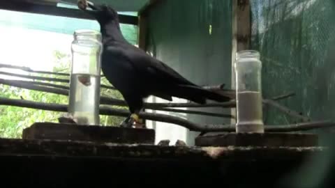 Crow Solves Water Displacement Puzzle