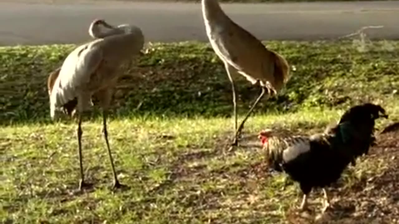 🐓🦜 Rooster vs. Crane: The Most Unexpected Showdown! | FeedMyCuriosity