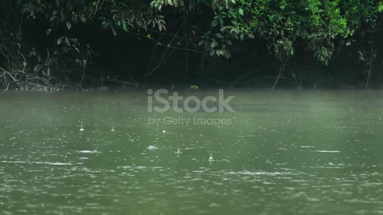 Attractive shot when the rain dropping in Amazon forest
