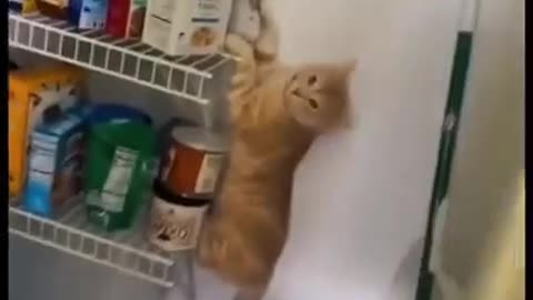 #Animal