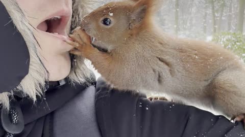 Man Passes a Nut to a Squirrel Mouth to Mouth