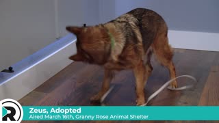 Pet of the Week 2025 Recap