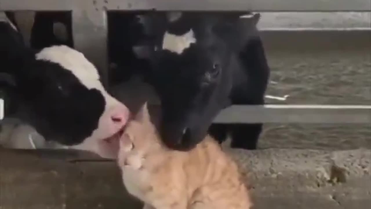 Cat is living his dream..