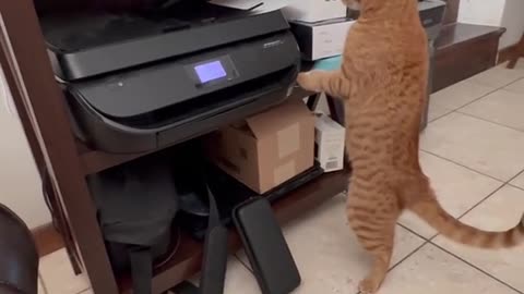 Printer Catches Orange Cat's Paws