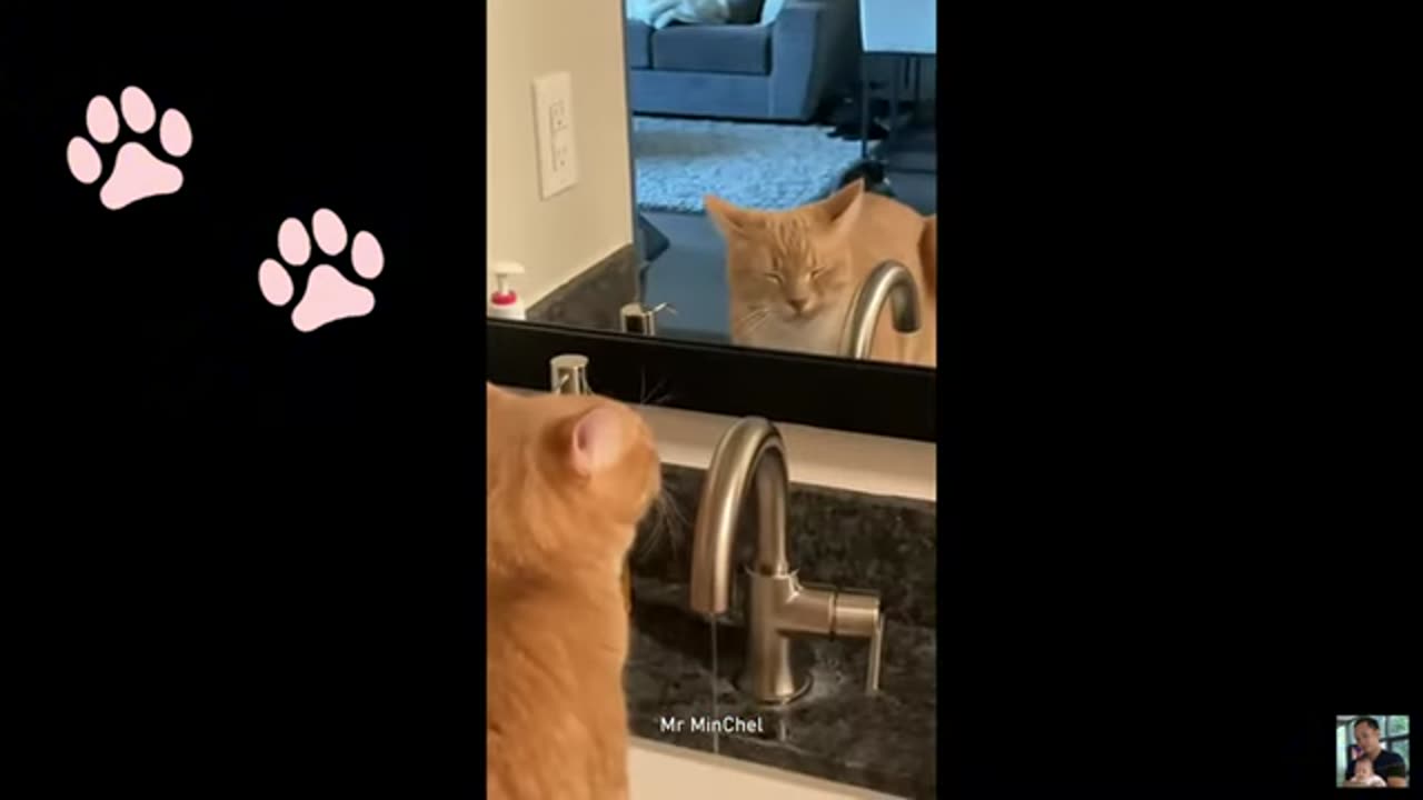 Funny Animals videos 😂 Funniest Cats😺and Dogs🐕 2024🐶😹