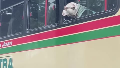 Stylish Bus Passenger