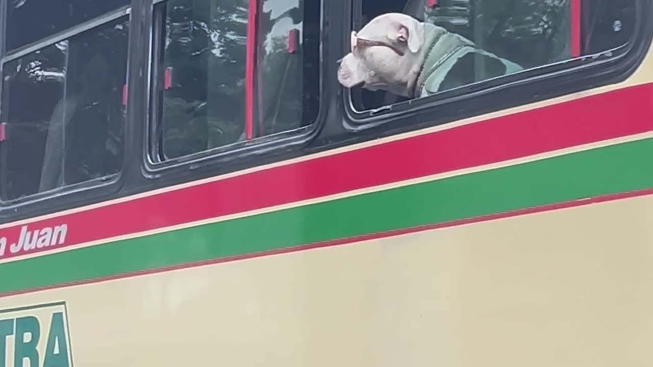 Stylish Bus Passenger