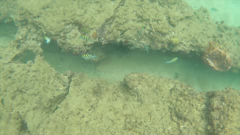 Oasis Lifestyle Beach and Pool Snorkeling Adventure