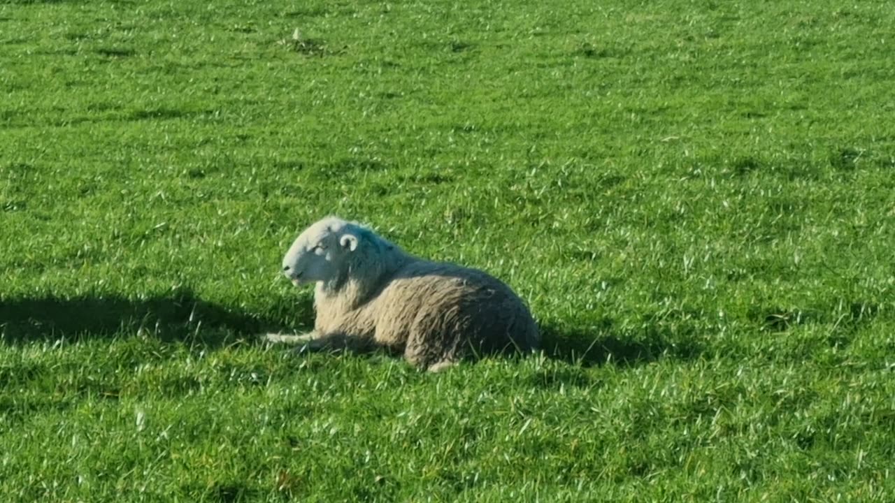 Beautiful Sheep In Great Britain