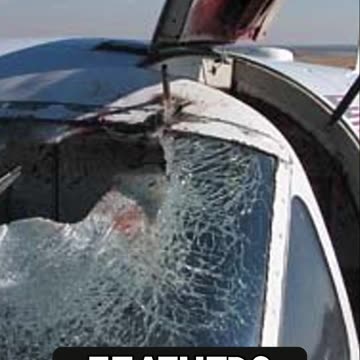 Seagull Takes Down Helicopter!