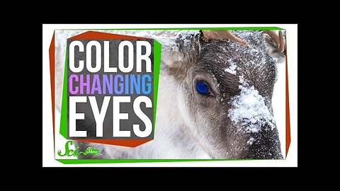 The Unique Reason Reindeer Change Their Eye Color