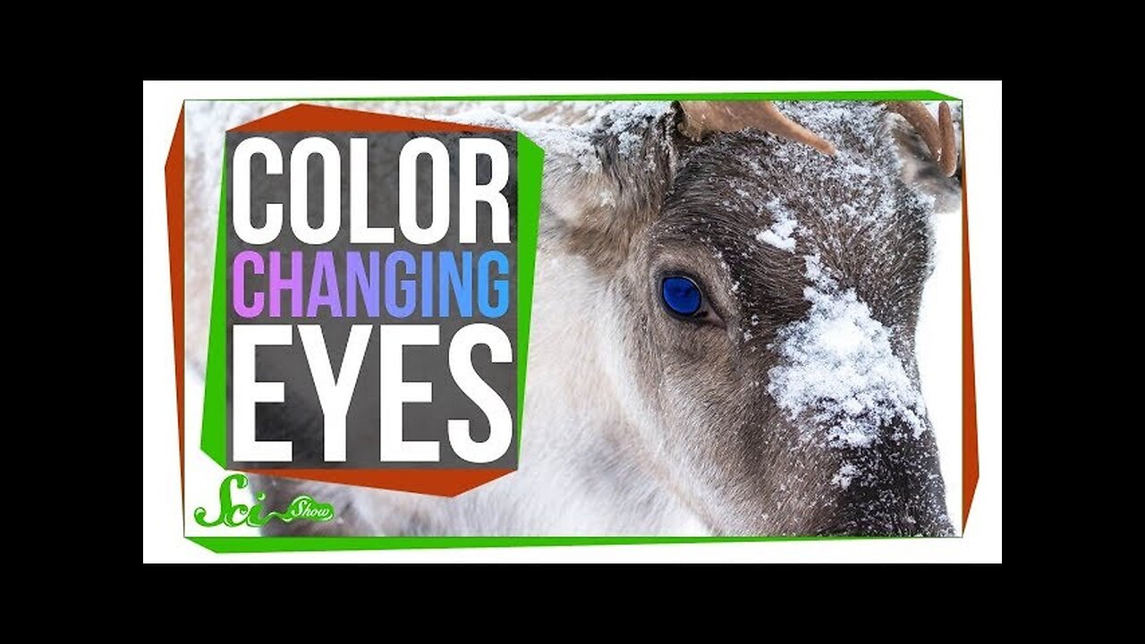 The Unique Reason Reindeer Change Their Eye Color