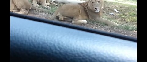 Lion Opens Car Door