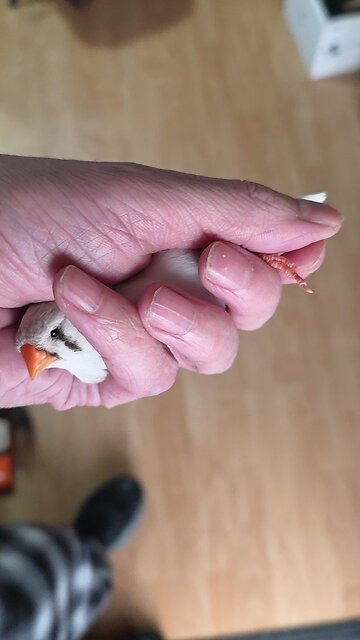 Fatty has a close call - Zebra Finch Penguin