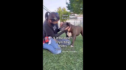dog shelter 🥰