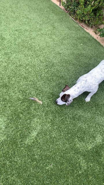 Winnie vs Feather