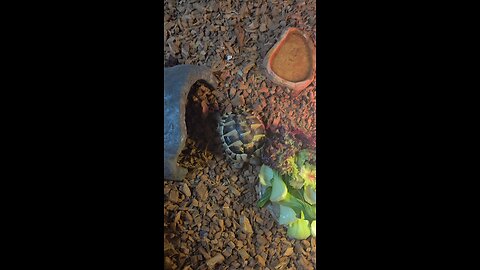 tortoise comming out from shelter