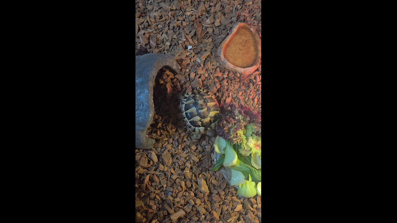 tortoise comming out from shelter