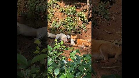 A fox who grew up with a dog and tries to bark 🦊