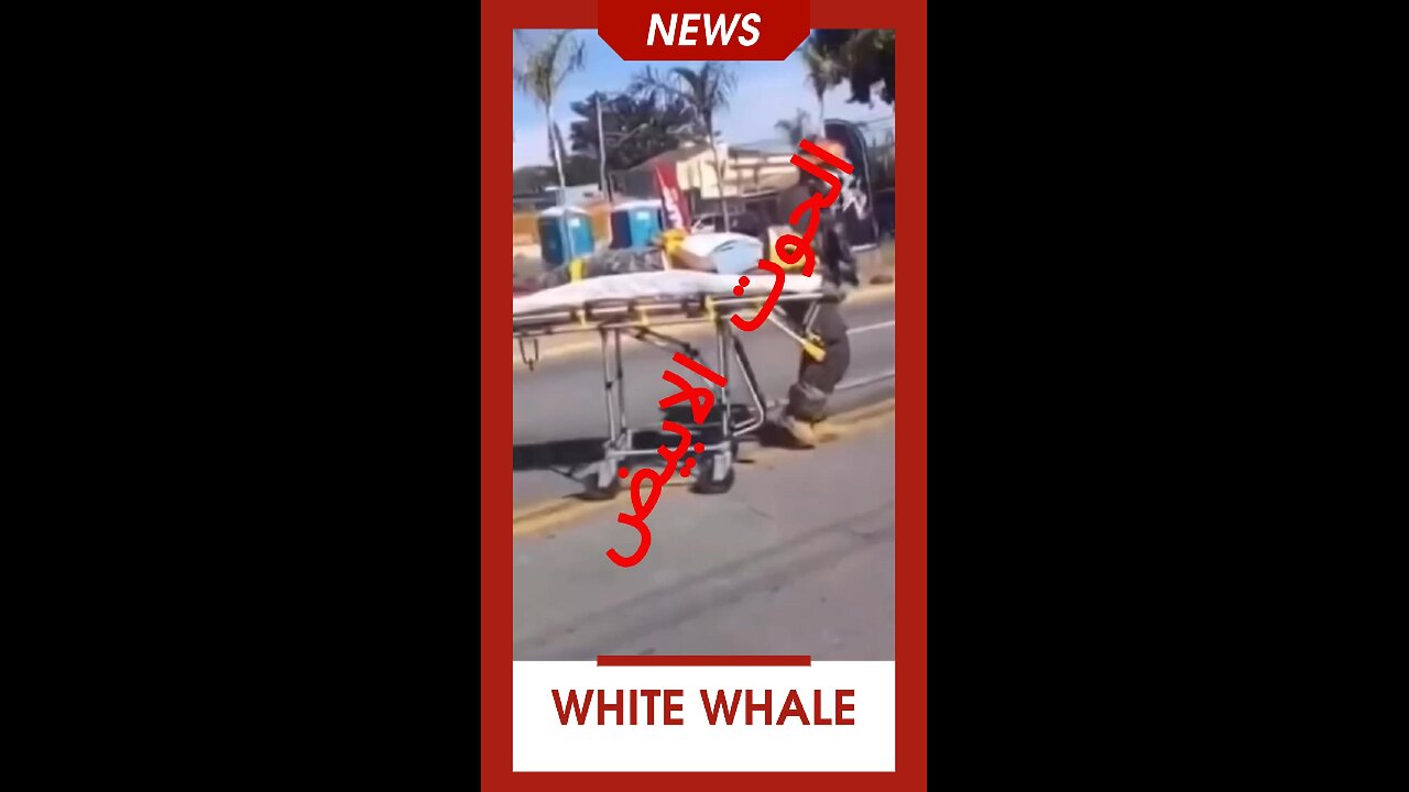 #الحوت_الابيض