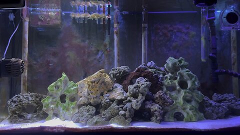Saltwater Tank