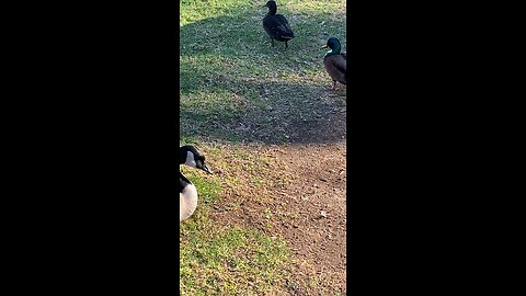Mallard Ducks 🦆 & Canada Goose 🪿#mallardducks #canadagoose #shorts #subscribe #viral #trending