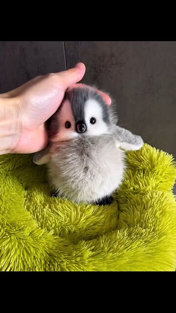 #penguine #pets Adorable Baby Penguins Enjoying a Snack at Home | Cute Pet Feeding Moments