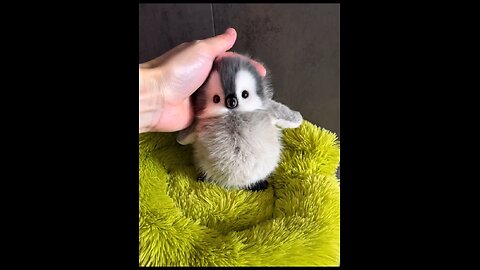 #penguine #pets Adorable Baby Penguins Enjoying a Snack at Home | Cute Pet Feeding Moments