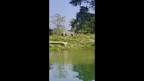 Sauraha safari // Rhino 🦏 crocodile 🐊