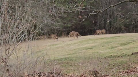 Deer Grazing