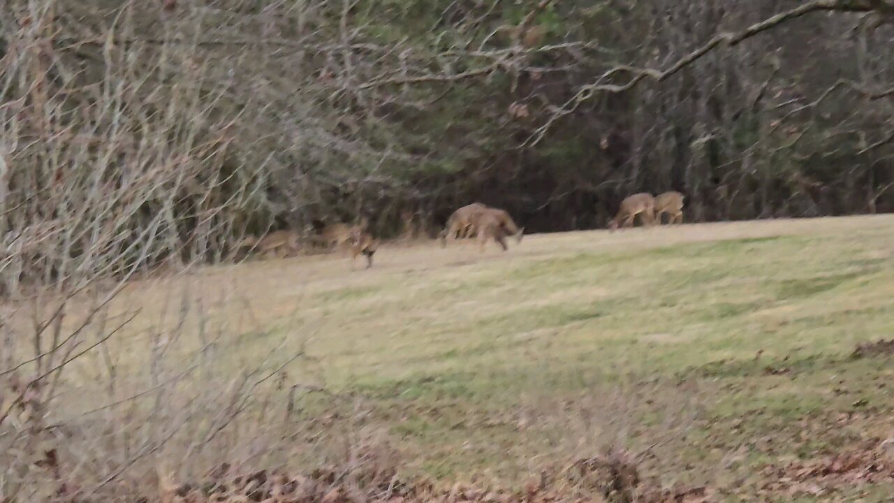 Deer Grazing