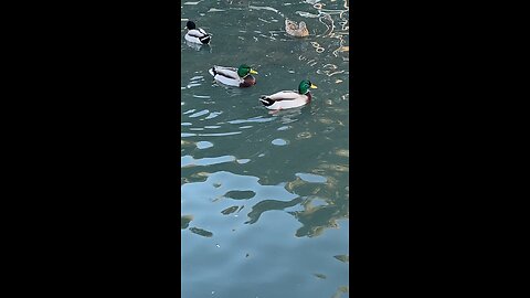 Mallard Ducks 🦆 #mallardducks #ducks #duck #subscribe #shorts #swimming #viral #trending