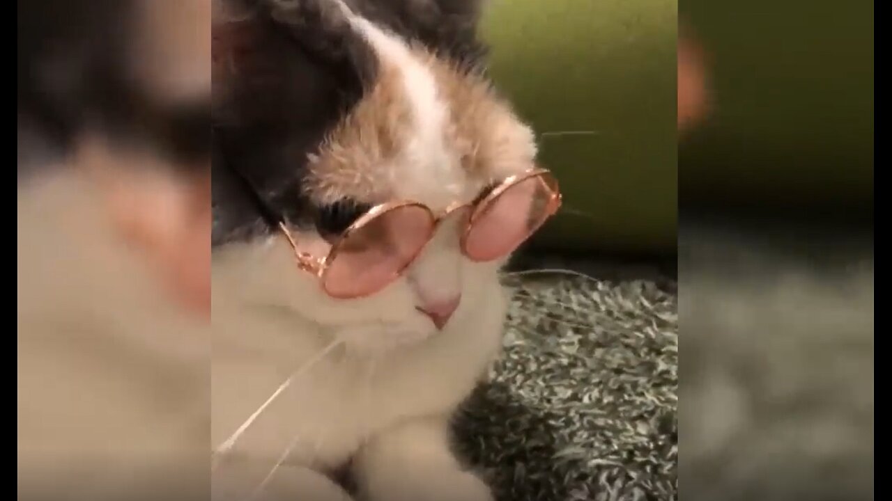 12 Minutes of Funny Cat Videos