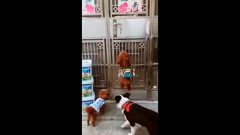 Funny dogs