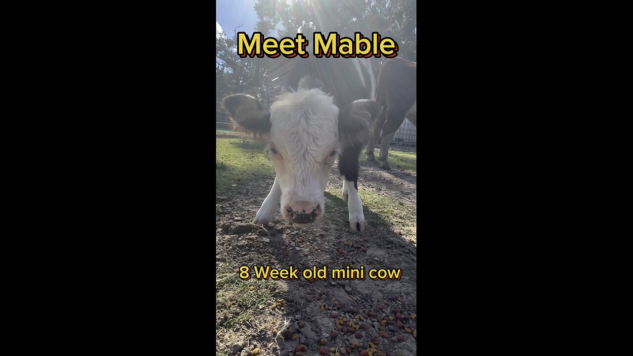 Meet Mable our newest sweet little mini cow.